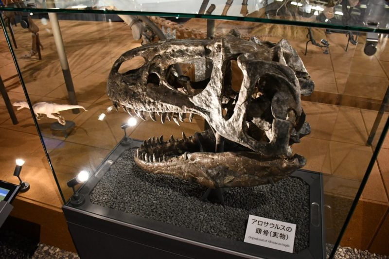 アロサウルスの頭